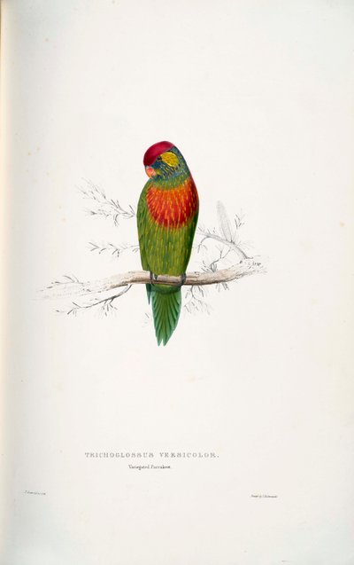 Psitteuteles versicolor da Edward Lear